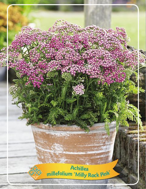 Achillea millefolium MILLY ROCK PINK