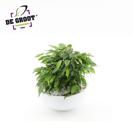 Arrangemang Ficus