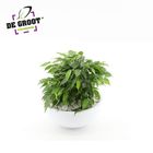 Arrangement Ficus