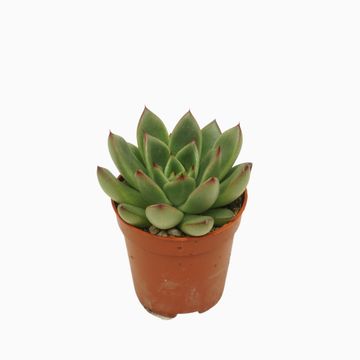 Echeveria agavoides