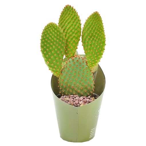 Opuntia microdasys rufida