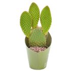 Opuntia microdasys rufida