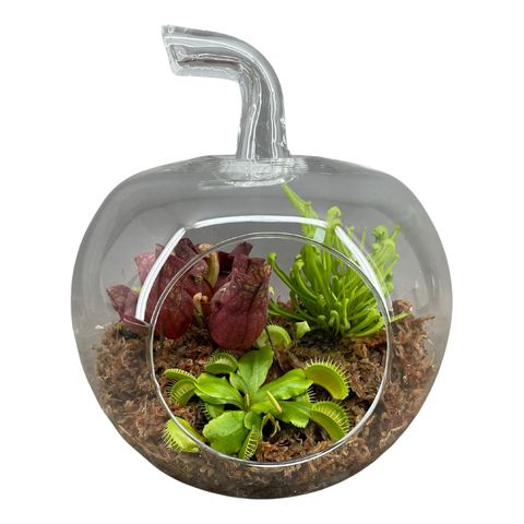 Arrangement Carnivorous plants