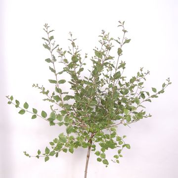 Syringa BLOOMERANG PINK PERFUME