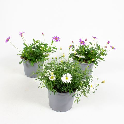 Brachyscome multifida MIX