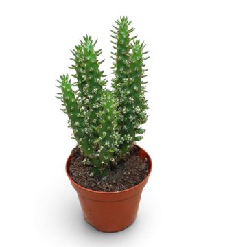 Austrocylindropuntia subulata