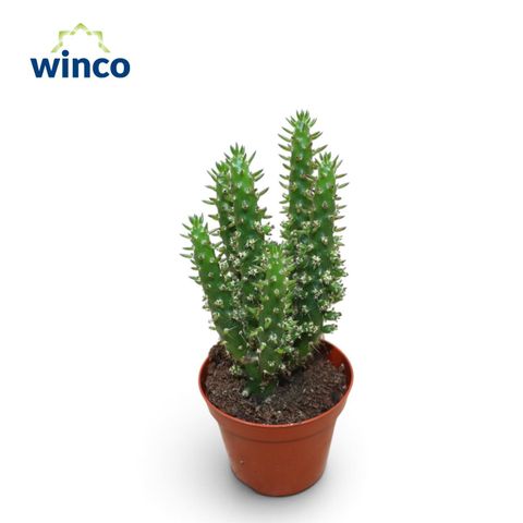 Austrocylindropuntia subulata
