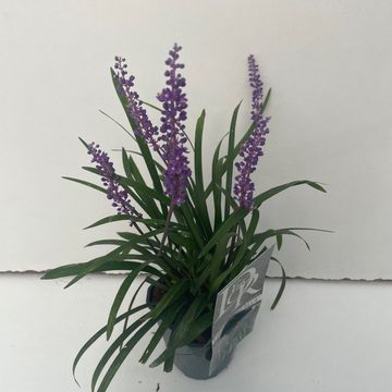 Liriope muscari 'Биг Блю'
