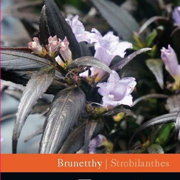 Strobilanthes anisophylla BRUNETTHY