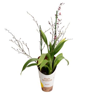 Oncidium 'Mercifull'