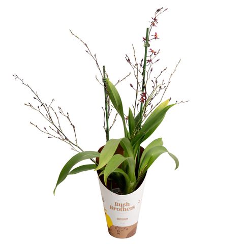 Oncidium 'Mercifull'