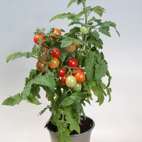 Solanum lycopersicum 'Red Robin'