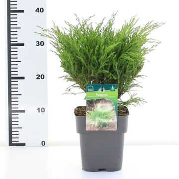 Juniperus horizontalis 'Andorra Compact'