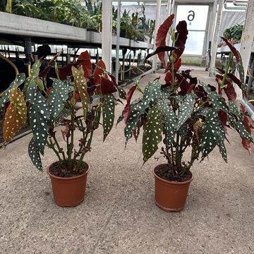Begonia maculata