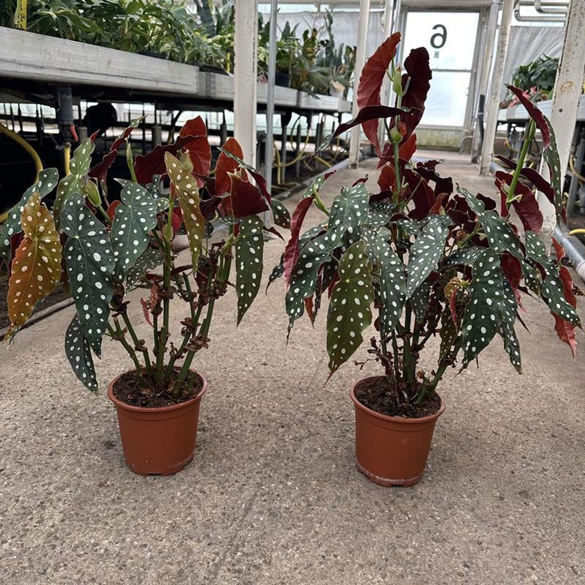 Begonia maculata — Растения Оптовая FlorAccess