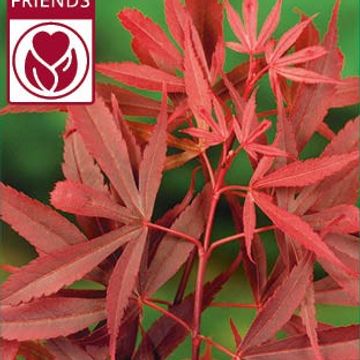Acer palmatum 'Shaina'