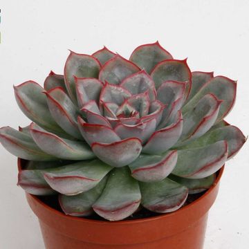 Echeveria pulidonis 'Deremensis'