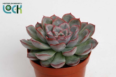 Echeveria pulidonis 'Deremensis'