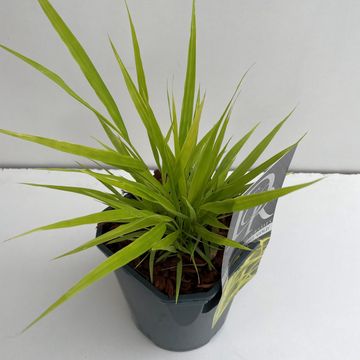 Hakonechloa macra 'All Gold'