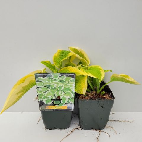 Hosta 'Delta Dawn'