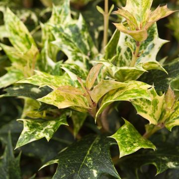 Osmanthus heterophyllus 'Goshiki'