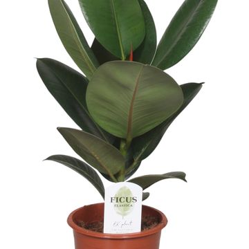 Ficus elastica 'Robusta'