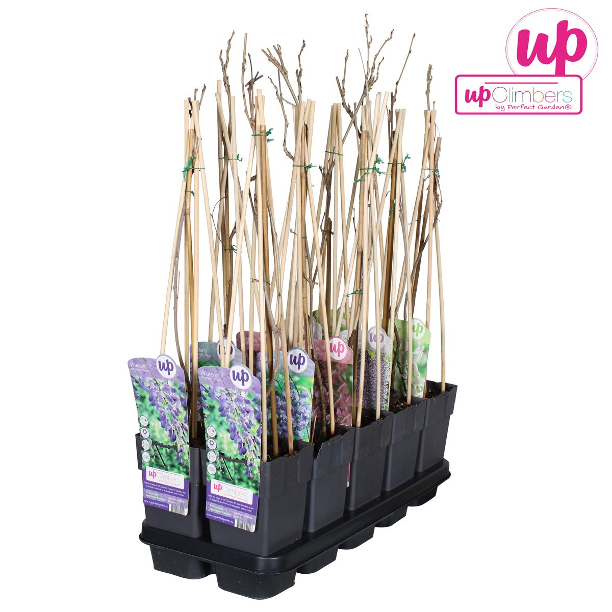 Wisteria MIX  Plant Wholesale FlorAccess