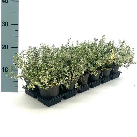 Euonymus fortunei 'Silverstone'