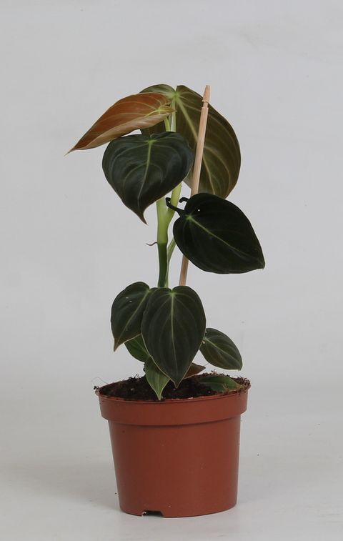 Philodendron melanochrysum