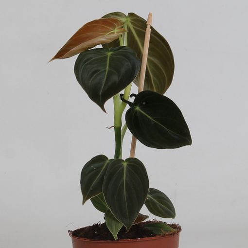 Philodendron melanochrysum