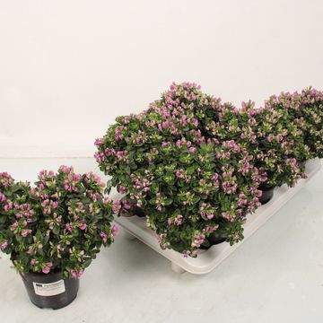 Polygala myrtifolia BIBI PINK