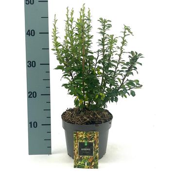 Berberis thunbergii 'Пау Вау'