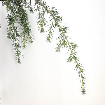 Cedrus deodara 'Pendula'