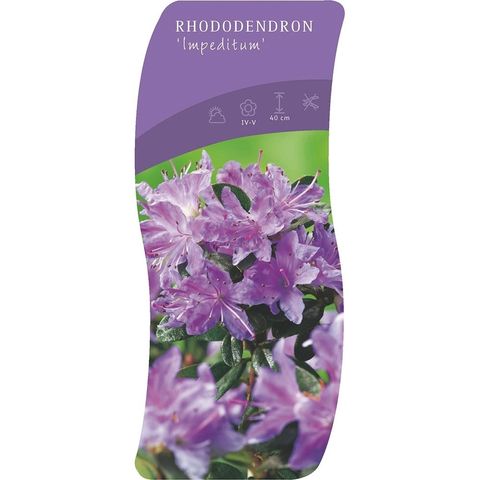 Rhododendron impeditum