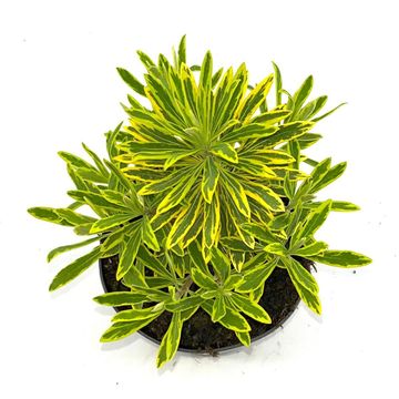 Euphorbia 'Ascot Rainbow'