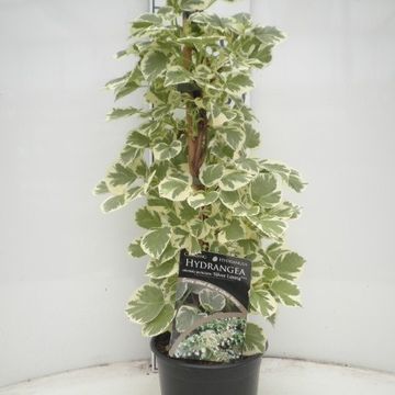Hydrangea petiolaris 'Silver Lining'