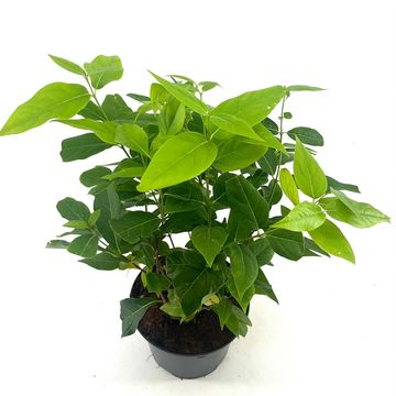 Chimonanthus praecox