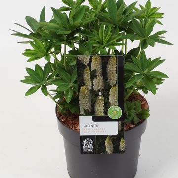 Lupinus WEST COUNTRY POLAR PRINCESS