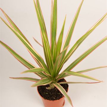 Dracaena marginata 'Bicolor'