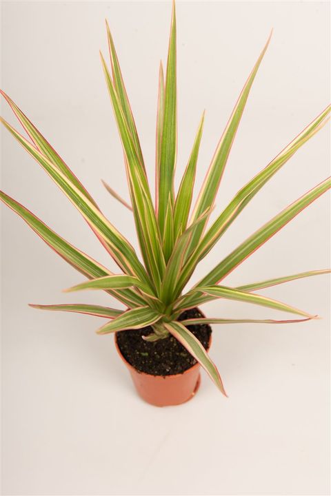 Dracaena marginata 'Bicolor'