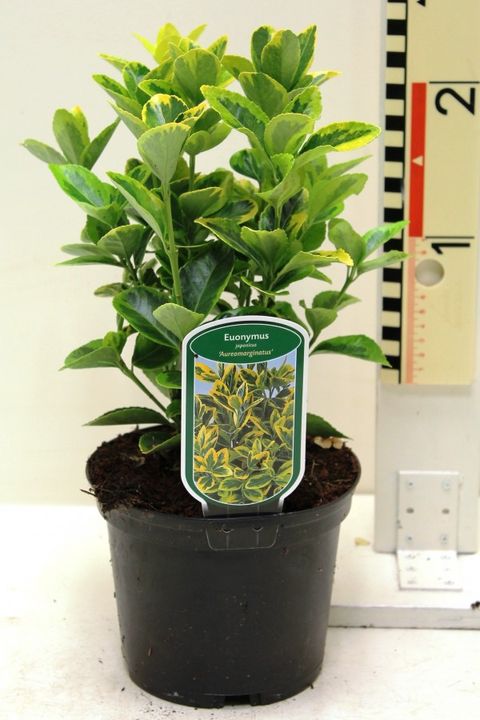 Euonymus japonicus 'Микрофиллус Ауреовариегатус'