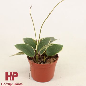 Hoya latifolia 'Albomarginata'