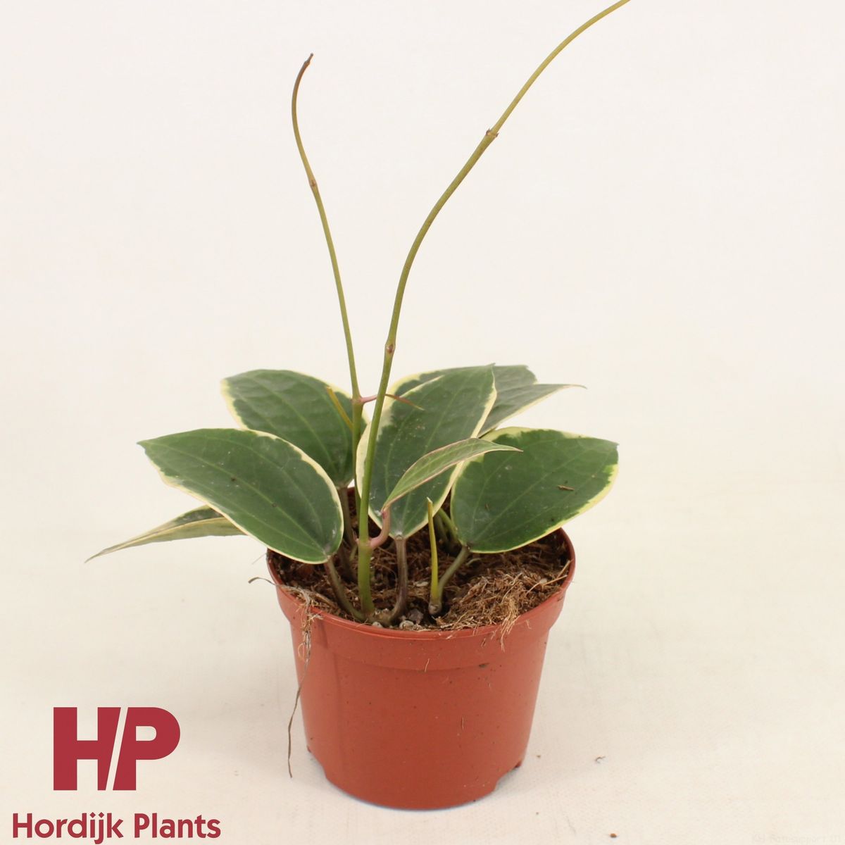 その他観葉植物 Hoya latifolia Albomarqinata Hoya latifolia 'Albomarginata' — Рослини оптом FlorAccess