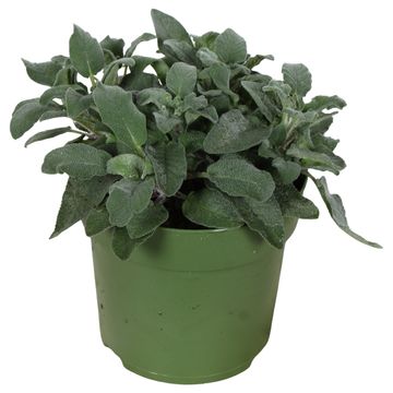 Salvia elegans 'Pino'