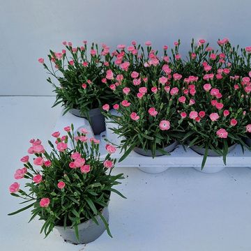 Dianthus DIANTICA PEACH PARTY