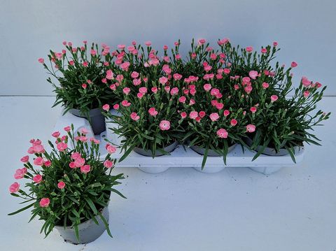 Dianthus DIANTICA PEACH PARTY