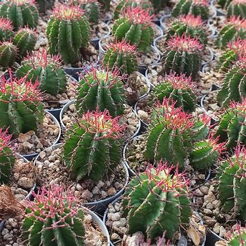 Euphorbia horrida