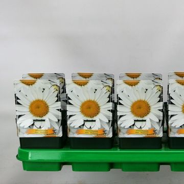 Leucanthemum 'Madonna'