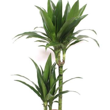 Dracaena fragrans 'Janet Craig'
