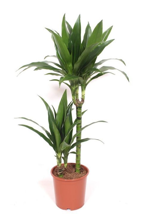 Dracaena fragrans 'Janet Craig'